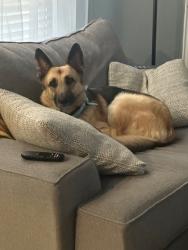 Lost Female Dog last seen Garden Ridge and Valley Ridge, Lewisville, TX 75077