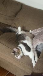 Lost Male Cat last seen Near W 10th Avenue, Vancouver, BC V6H 1H9