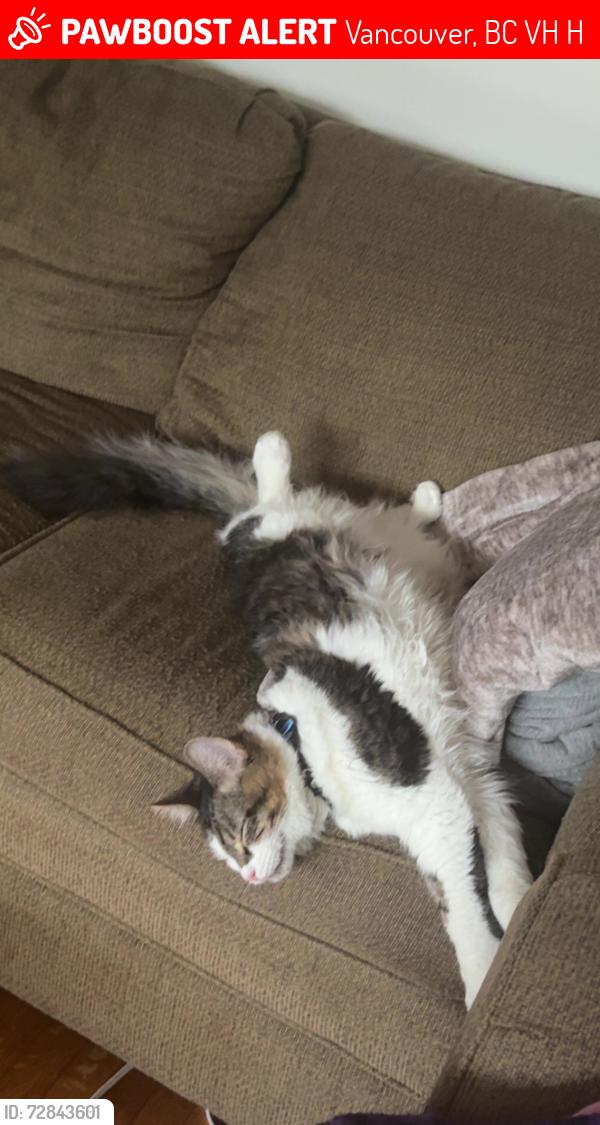 Lost Male Cat last seen Near W 10th Avenue, Vancouver, BC V6H 1H9