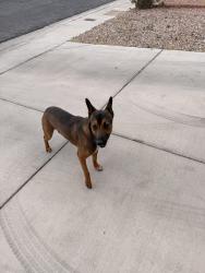 Found/Stray Male Dog last seen Lonesome biker ln , Las Vegas, NV 89113