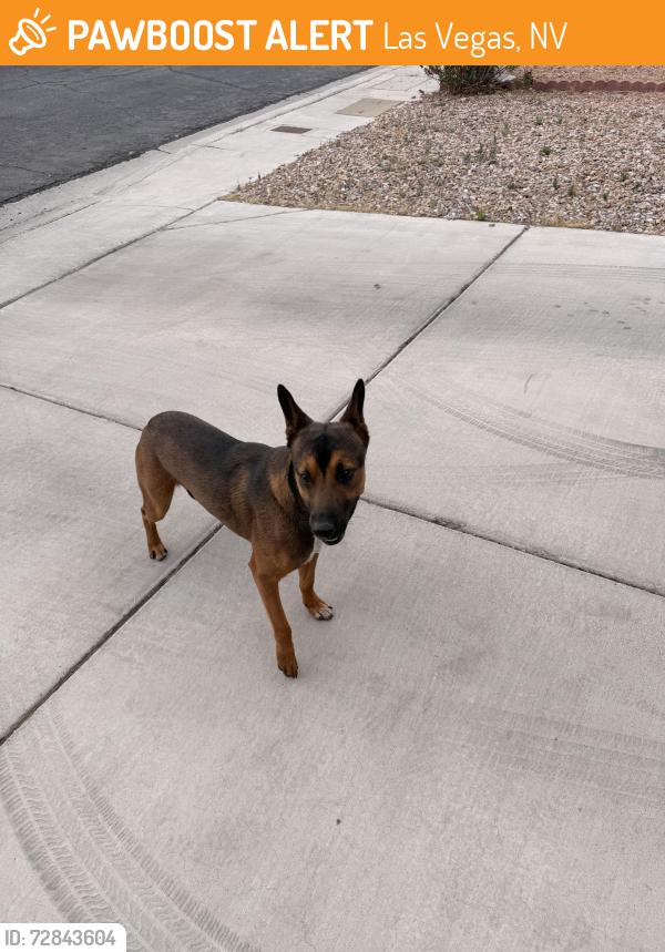 Found/Stray Male Dog last seen Lonesome biker ln , Las Vegas, NV 89113