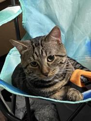 Reunited Male Cat last seen Near excelsior blvd , Minneapolis, MN 55416