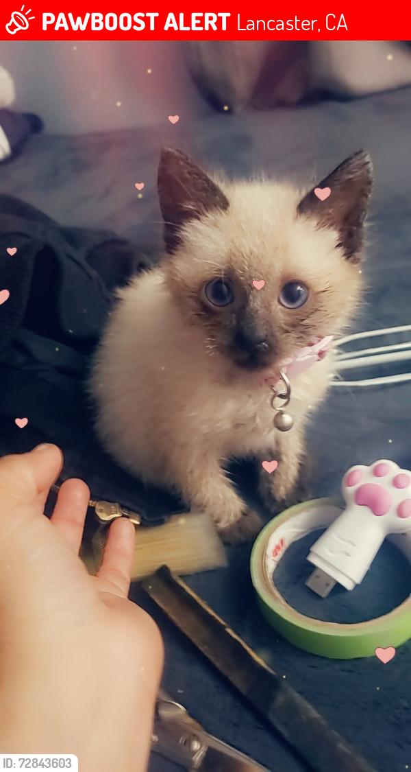 Lost Male Cat last seen Lancaster CA court hse, Lancaster, CA 93534