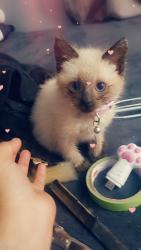 Lost Male Cat last seen Lancaster CA court hse, Lancaster, CA 93534
