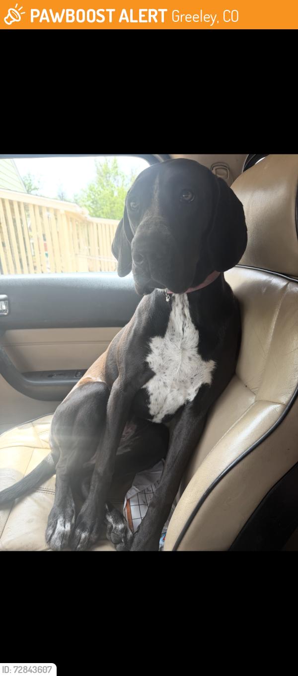 Found/Stray Female Dog last seen KFC 8th Ave Greeley , Greeley, CO 80631