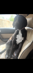 Found/Stray Female Dog last seen KFC 8th Ave Greeley , Greeley, CO 80631