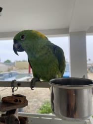 Lost Male Bird last seen Wineville and Limonite, Jurupa Valley, CA 91752
