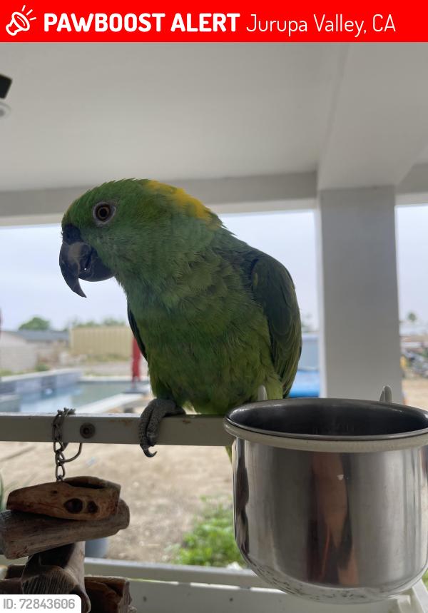 Lost Male Bird last seen Wineville and Limonite, Jurupa Valley, CA 91752
