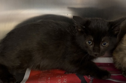 Shelter Stray Female Cat last seen Near Richard St, 75149, TX, Mesquite, TX 75149