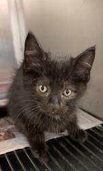 Shelter Stray Female Cat last seen Near Richard St, 75149, TX, Mesquite, TX 75149