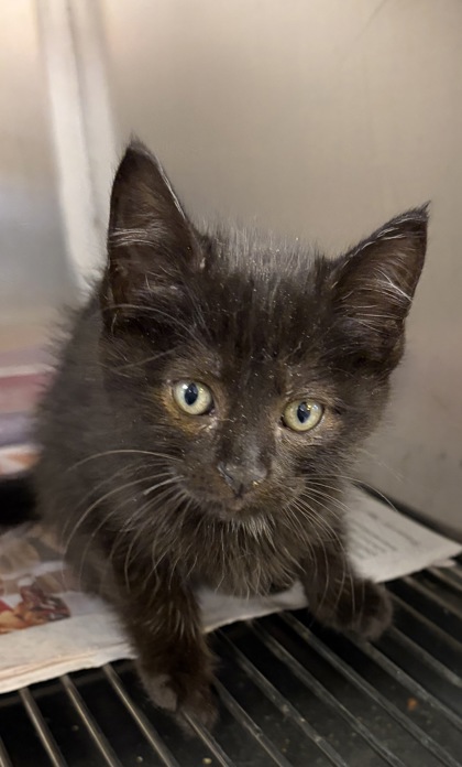 Shelter Stray Female Cat last seen Near Richard St, 75149, TX, Mesquite, TX 75149