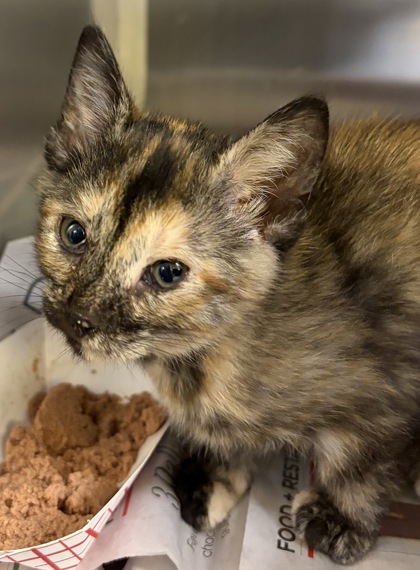 Shelter Stray Female Cat last seen Near Richard St, 75149, TX, Mesquite, TX 75149