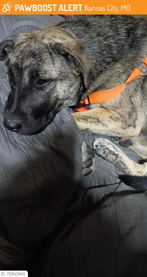 Found/Stray Female Dog last seen Hardesty and anderson budd park, Kansas City, MO 64123