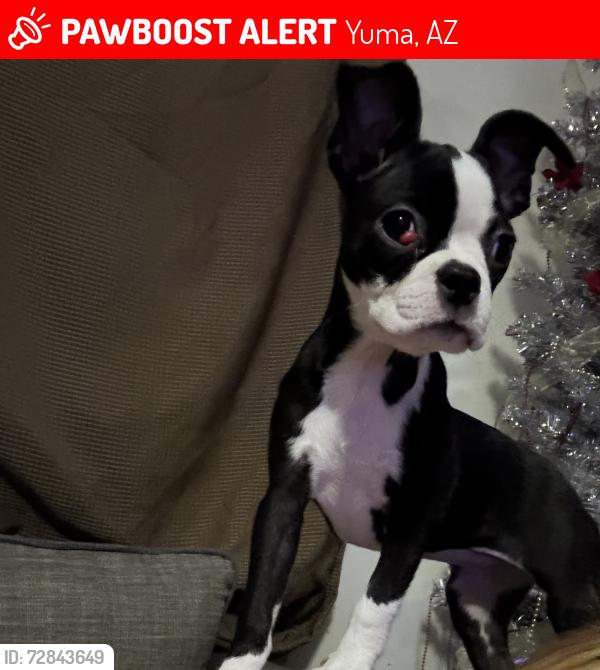 Lost Female Dog last seen By Yuma high, Yuma, AZ 85364
