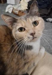 Lost Female Cat last seen First Avenue SE and E. McGill Avenue , Everett, WA 98204
