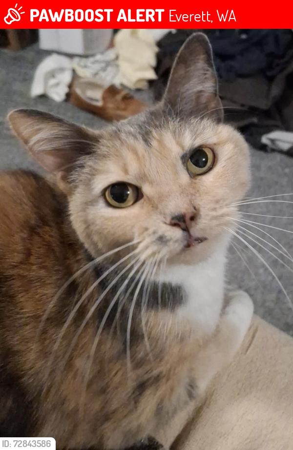 Lost Female Cat last seen First Avenue SE and E. McGill Avenue , Everett, WA 98204