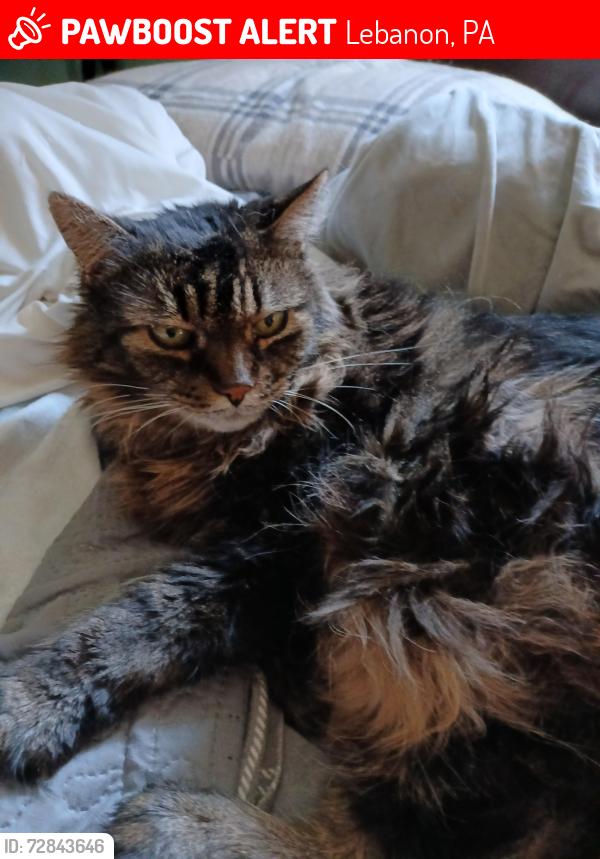 Lost Female Cat last seen Rt 433 7th st Lebanon, Lebanon, PA 17046