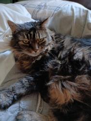 Lost Female Cat last seen Rt 433 7th st Lebanon, Lebanon, PA 17046