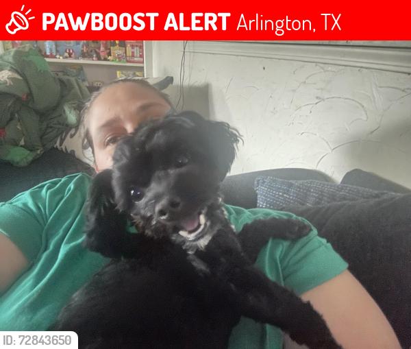Lost Male Dog last seen Collins/mayfield, Arlington, TX 76014