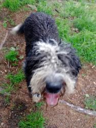 Found/Stray Male Dog last seen Smithtown Rd and Catawba Rd., Fairmont, WV 26554