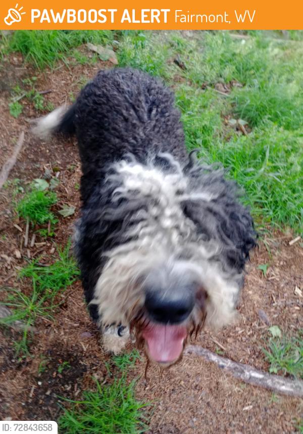 Found/Stray Male Dog last seen Smithtown Rd and Catawba Rd., Fairmont, WV 26554