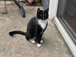 Found/Stray Male Cat last seen Landen deerfield bike trail, Landen, OH 45039