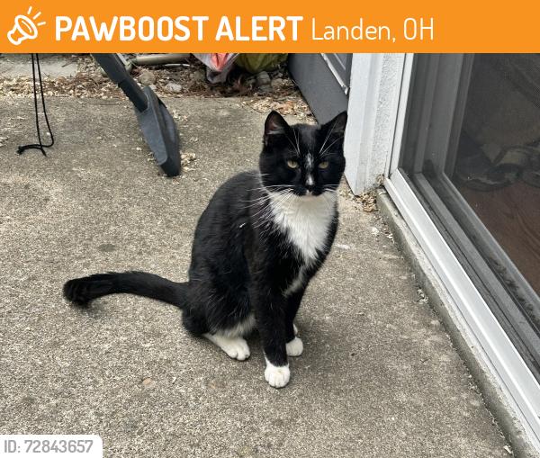 Found/Stray Male Cat last seen Landen deerfield bike trail, Landen, OH 45039