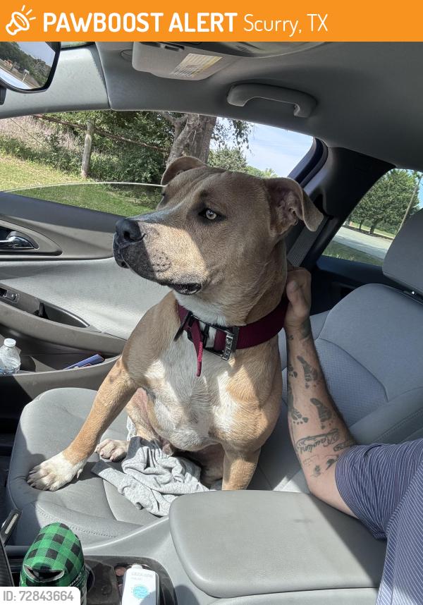 Found/Stray Male Dog last seen Hwy 34 and County Road 4092, Scurry, TX 75158