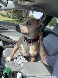 Found/Stray Male Dog last seen Hwy 34 and County Road 4092, Scurry, TX 75158