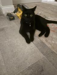 Reunited Male Cat last seen Prbble Grove , Goshen, OH 45122