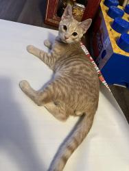 Lost Male Cat last seen Catawba Valley Baptist Church, Troutville, VA 24175