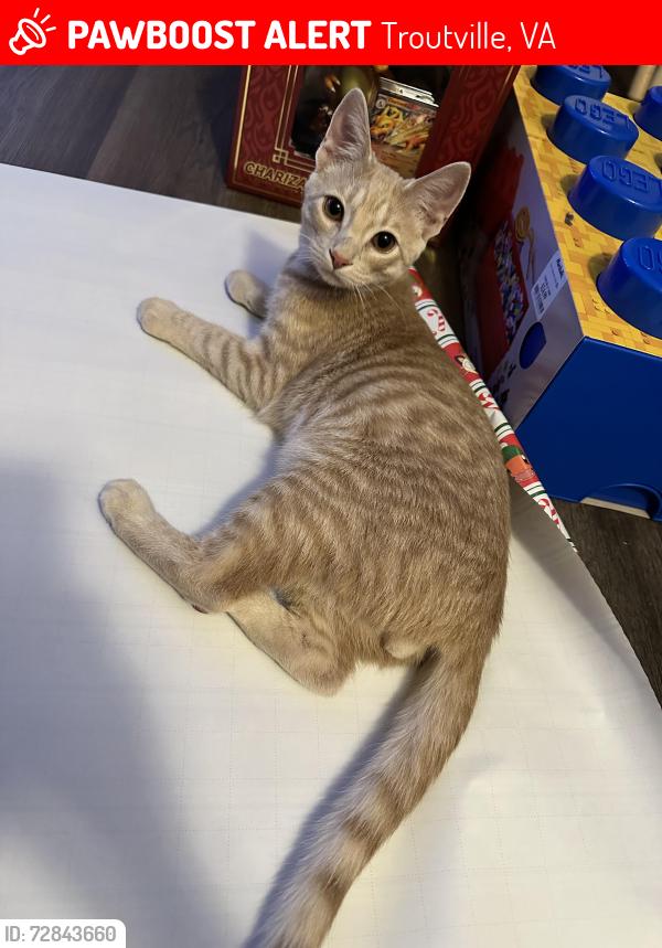 Lost Male Cat last seen Catawba Valley Baptist Church, Troutville, VA 24175