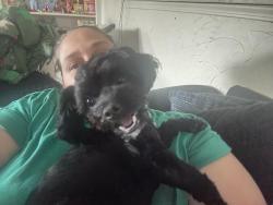 Lost Male Dog last seen Collins/mayfield, Arlington, TX 76014