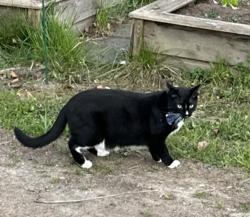 Lost Male Cat last seen Wynn Road and Rural Avenue , Bellingham, WA 98226