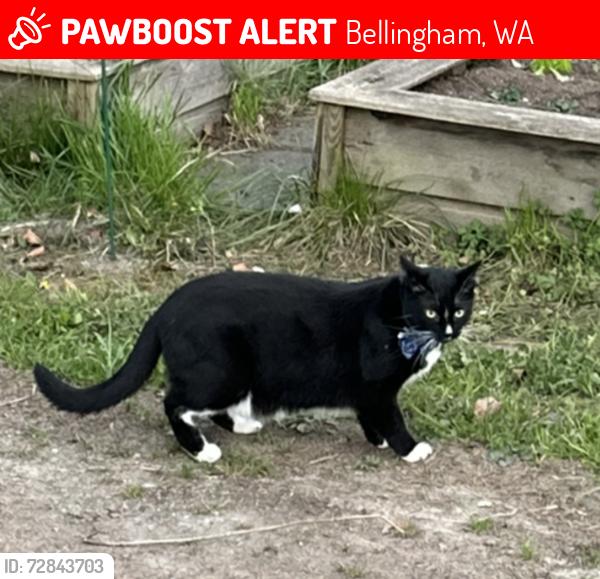Lost Male Cat last seen Wynn Road and Rural Avenue , Bellingham, WA 98226