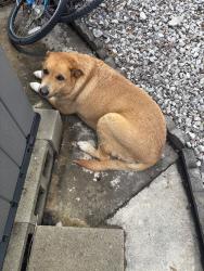 Found/Stray Female Dog last seen Lookout and Inspiration, San Antonio, TX 78228