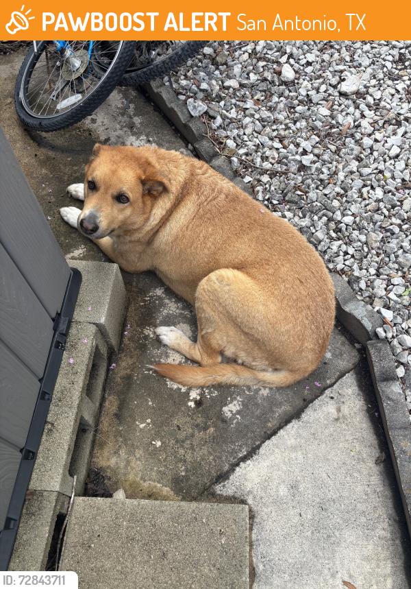 Found/Stray Female Dog last seen Lookout and Inspiration, San Antonio, TX 78228