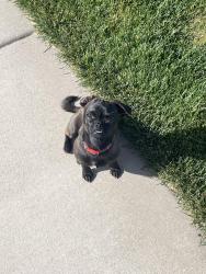 Lost Male Dog last seen Frontage Road and 100 W by the train tracks, American Fork, UT 84003