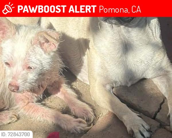 Lost Female Dog last seen Tiene 15 años y esta enferma de su piely tiene chips pareja la espera y su familia, Pomona, CA 91768