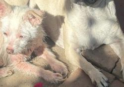 Lost Female Dog last seen Tiene 15 años y esta enferma de su piely tiene chips pareja la espera y su familia, Pomona, CA 91768