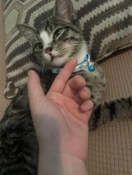 Lost Male Cat last seen Kemp road, Gallatin, Gallatin, TN 37066