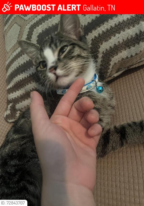 Lost Male Cat last seen Kemp road, Gallatin, Gallatin, TN 37066