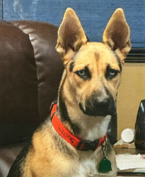 Lost Female Dog last seen 45th Str North & Old Lawrence RD, Wichita, KS 67219