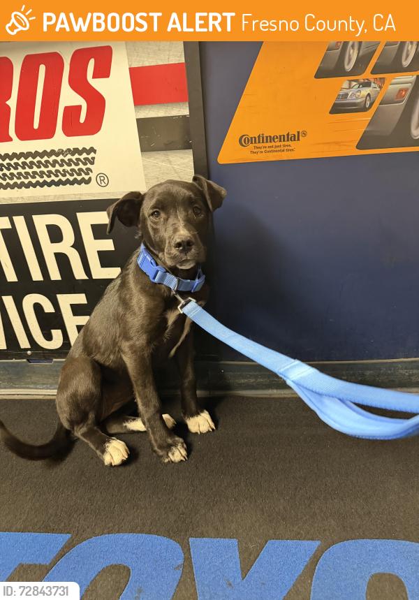 Found/Stray Female Dog last seen Near and academy , Fresno County, CA 93657