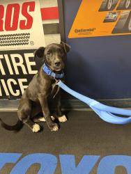 Found/Stray Female Dog last seen Near and academy , Fresno County, CA 93657