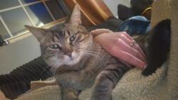 Reunited Male Cat last seen Lansing Rd & C Rd, cross streets, Dimondale, MI 48821