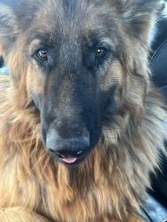 Found/Stray Unknown Dog last seen Arden and colorado, Sunrise Manor, NV 89104