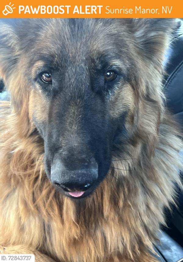 Found/Stray Unknown Dog last seen Arden and colorado, Sunrise Manor, NV 89104