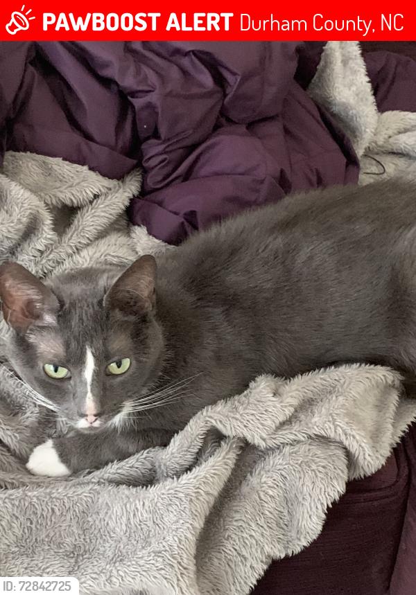 Lost Female Cat last seen Trilogy Blvd and Brightskies St (Trivium at Brier Creek), Durham County, NC 27560