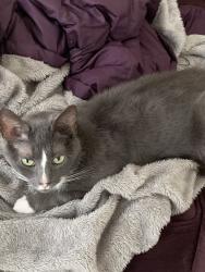 Lost Female Cat last seen Trilogy Blvd and Brightskies St (Trivium at Brier Creek), Durham County, NC 27560